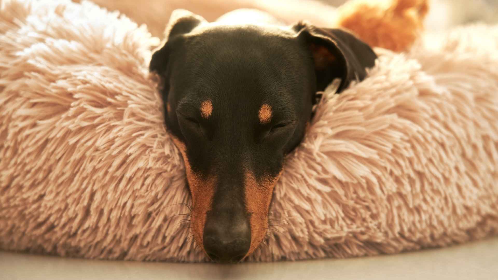 מיטת כלבים