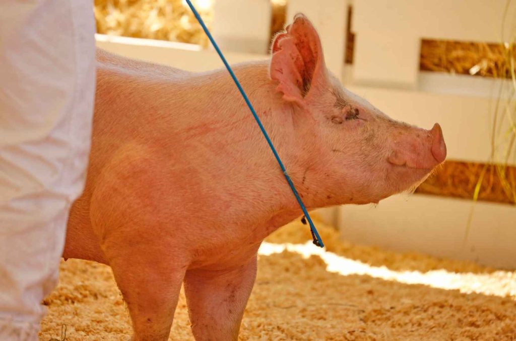 ophthalmology research in pigs