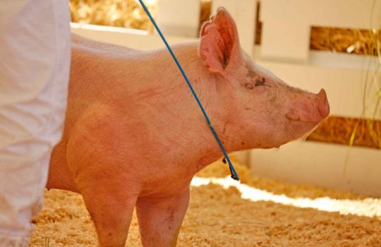 ophthalmology research in pigs2